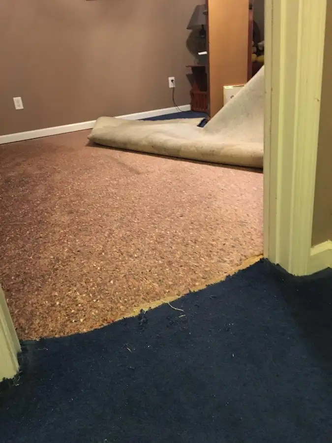 Carpet pad removal revealing water damage during Drying & Dehumidification in Oldsmar